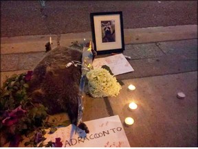 But as day turned to night, the dead raccoon remained on its back on the sidewalk at Yonge and Church Sts., prompting a makeshift memorial. (photo via Twitter)