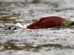 A sockeye salmon swims in shallow water in the Adams River while preparing to spawn near Chase, British Columbia in this October 11, 2006 file photo. With temperatures continuing to rise in B.C., the Department of Fisheries and Oceans predicts there could be damaging effects on fish in the province. REUTERS/Andy Clark/Files