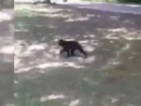 A three-year-old Sulawesi macaque named Zimm escaped from its enclosure at the Memphis Zoo. (AP Video screengrab)