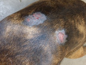 James Shannon's six year old boxer Jackson developed burns on its back after wandering into a patch of wild parsnip near his house.