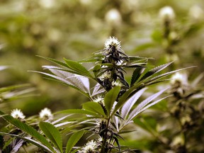 Marijuana plants.

AP Photo/Elaine Thompson