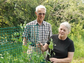 Jessica Laws/For The Intelligencer
Carol and Berend Hartman harvested a crop of beans Friday from their garden bed at 160 Roblin Rd. in Belleville.