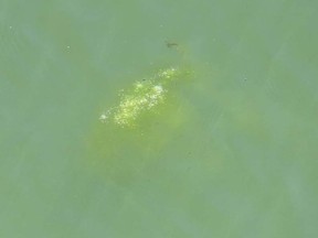 Gino Donato/The Sudbury Star
A blue-green algae bloom on Bethel Lake on Friday.
