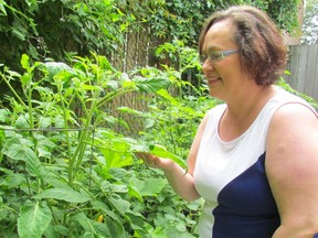 Nicci De Bie, with Fruit Share Lambton, checks on a garden in her Sarnia neighbourhood. Fruit Share arranges for volunteers to pick fruit that is shared between the tree owners, pickers, local food banks and other agencies. Paul Morden/Sarnia Observer/Postmedia Network