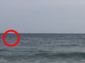 A family filmed what could be a shark patrolling the shallow waters at Martinique Beach near Dartmouth, N.S. ( CBC/YouTube screengrab )