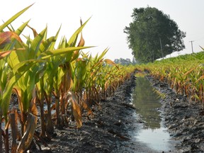 A soggy Perth County corn field southwest of Stratford illustrates the problems facing many local farmers. Grain crops have suffered most; the London region had 75 per cent more rain last month than a typical June. (JOHN MINER, The London Free Press)