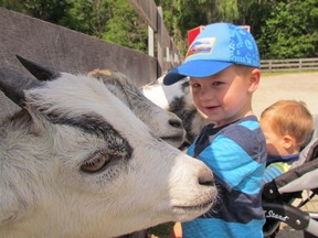 Cameron McKerracher, 2, checks out some of the goats at the Children's Animal Farm in Sarnia. Cameron's family has organized an online auction to raise money for the farm located in Canatara Park.  Paul Morden/Sarnia Observer/Postmedia Network