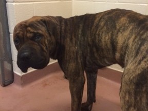 Shar-Pei-fila mix in quarantine at Hamilton Animal Services after an attack on a man who died Wednesday, July 8, 2015. (Supplied)