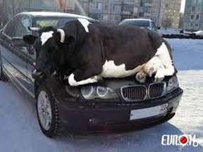This photo-shopped image of a bull on top of a car was sent out by MRC des Collines with a release that described how four cows damaged a Quebec couple's BMW.
Submitted photo