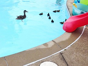A family of ducks paddle in the waters of the Cox Youth Centre's Tecumseh Pool Tuesday. The ducks were swimming alongside kids taking swimming lessons, lifeguards said. (Handout/Sarnia Observer/Postmedia Network)