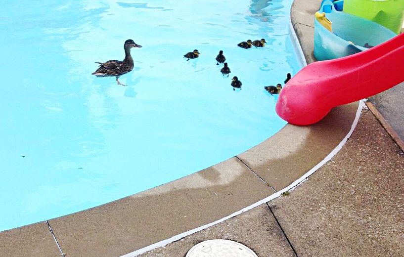 Ducklings join swimmers in Tecumseh Pool | The Sarnia Observer