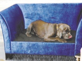Maggie, the Neapolitan mastiff, relaxes on a divan with original artwork above as one of the first residents of Dog Tales. (JIM FOX, Special to Postmedia News)