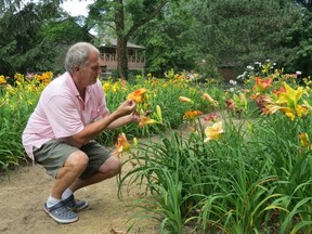 Frank Sauer inspecting one of the more than 400 daylilies in his garden