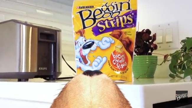 Purina Beggin dog treats lawsuit asks Where s the bacon