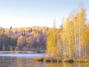 birch trees