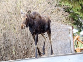 JOHN LAPPA/Sudbury Star file photo
Greater Sudbury Police and the Ministry of Natural Resources attended a Minnow Lake neighbourhood after a moose wandered into a backyard last spring.