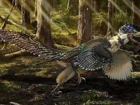 A reconstruction of the new short-armed and winged feathered dinosaur Zhenyuanlong suni from the Early Cretaceous (ca. 125 million years ago) of China is seen in this illustration image provided by the University of Edinburgh on July 15, 2015. REUTERS/Chuang Zhao/University of Edinburgh/Handout via Reuters