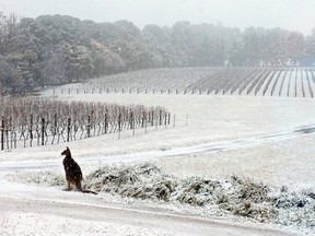 This July 16, 2015, photo provided by Bill Shrapnel and photographed through a window shows a Kangaroo on the Colmar Estate vineyard in Orange, New South Wales, Australia. (AP Photo/Colmar Estate, Bill Shrapnel)