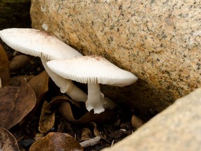Eating the wrong wild mushroom can be a grave mistake, leading to death or, as in the case of one 52-year old woman in Ontario, to the need for a lifesaving liver transplant. (Fotolia)