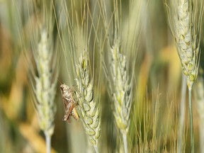 A grasshopper sits on a stalk of dry bearded wheat on a farm along Range Road 272 in Parkland County, Alta., on Tuesday July 14, 2015. The county declared a state of agricultural emergency due to drought conditions. A week later, Sturgeon County followed suit.(Ian Kucerak/Edmonton Sun/Postmedia Network)
