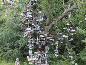 A large shoe tree on Lake Ridge Rd., south of Beaverton, has grown so much over the years a branch broke because of the weight. Now another tree across the road has started to take shape. (Jim Baine/Special to the Toronto Sun)