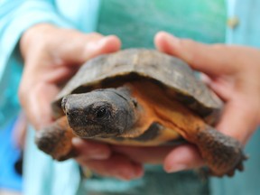 The wood turtle is considered an endangered species. There are only five populations in Ontario and there location is kept secret by researchers to prevent poaching. (Laura Broadley/Clinton News Record)