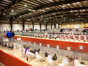 The Canadian National Poultry Show in Red Deer, November 2014.