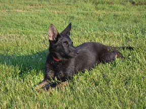 Bolt, a 13 week old Eastern European German Shepard named in honour of Edmonton Fire Fighter/Former NHL Player Brad Symes,  is currently in training as a Post Traumatic Stress Disorder service dog. Photo Submitted