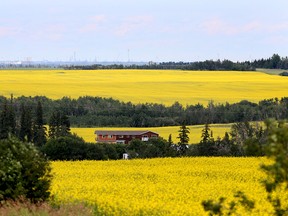 A house is surrounded by blooming canola fields in Strathcona County. Tom Braid/Postmedia Network