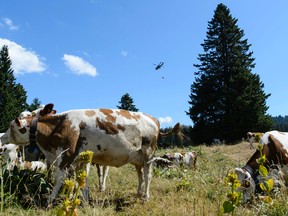 A helicopter of the Swiss Army delivers water from a reservoir in the region of Marchairuz, Switzerland, Tuesday, July 21, 2015. Soldiers have been ordered to help keep cows in the far west of the country cool amid a weeklong heat wave. (Jean-Christophe Bott/Keystone via AP)