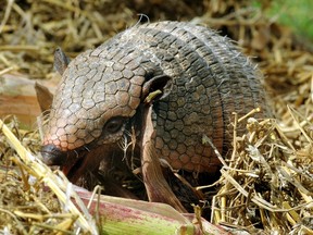 File photo of an armadillo. AFP PHOTO / HOLGER HOLLEMANN