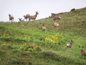 Deer roam and graze in the foothills near Pincher Creek, Alta. on May 26, 2015. Mike Drew photo/Calgary Sun.