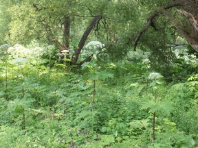 Giant hogweed is an invasive plant species that can be harmful to human health. Huron County weed inspector, Mike Alcock, said there was no more giant hogweed than usual in the county. (Laura Broadley/Clinton News Record)