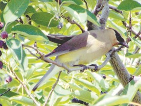Small groups of cedar waxwings will frequently be seen feeding on berries in downtowns areas. Their high-pitched trill might get your attention before you see these sleek birds. (PAUL NICHOLSON/SPECIAL TO POSTMEDIA NEWS)