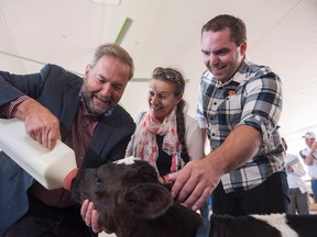 NDP Leader Tom Mulcair, left to right, his wife Catherine Pinhas Mulcair, and Federal NDP Candidate of Perth-Wellington Ethan Rabidoux feed a two-day old calf at the Slits Dairy Farm in Brunner, Ont., on Wednesday, July 22, 2015. Mulcair is on his Ontario Tour for Change which is highlighting the party's plan to support opportunities for farmers and to help ensure healthy and affordable food for middle-class families. THE CANADIAN PRESS/Hannah Yoon