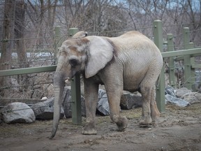 Iringa, 42, is shown in the Toronto Zoo. (THE CANADIAN PRESS/AP/Zoocheck Canada, Jo-Anne McArthur)