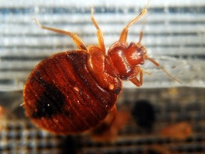 bedbug filer