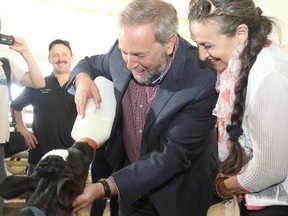 With dairy farmer Pedro Slits looking on at left, NDP leader Tom Mulcair and his wife Catherine feed a calf during a tour of the Slits Dairy Farms on Wednesday July 22, 2015 near Brunner, Ont. Mike Beitz/Stratford Beacon Herald/Postmedia Network