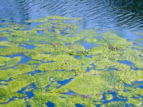 Blue-green algae. Postmedia Network file photo