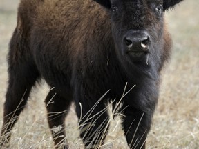 In this April 30, 2013 photo, a bison stands in a field at Blue Mounds State Park near Luverne, Minn. (Emily Spartz Weerheim/The Argus Leader via AP)