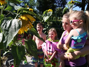 Lindsy Scott and her children, Bryson, 8, left, Emma, 6, and Mia, 2, look at sunflowers located in a garden at Bell Park in Sudbury, Ont. on Friday July 24, 2015. John Lappa/Sudbury Star/Postmedia Network