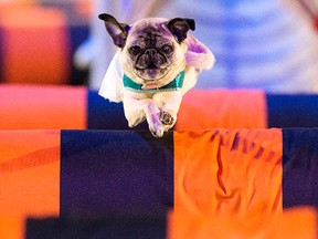 One of the canine performers during the President's Choice Superdogs perform in the Edmonton EXPO Centre during K-Days, in Edmonton Alta. on Monday July 20, 2015. David Bloom/Edmonton Sun/Postmedia Network