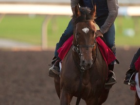 Conquest Boogaloo works out at Woodbine under exercise rider Jason Hoyte earlier this month. Conquest Boogaloo is scheduled to compete in the Prince of Wales Stakes on July 28, 2015. (MICHAEL BURNS/Photo)