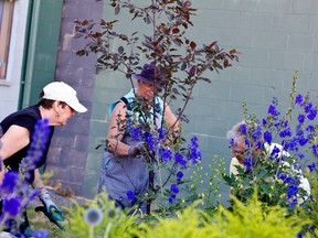 Lynne Cameron-Thorpe, Sandra Rast, and Petra Dyck were a few of the ladies out gardening on Thursday night.