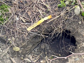 At least a dozen sapling trees have been destroyed by groundhogs at the West Perth Memorial Forest. GALEN SIMMONS/MITCHELL ADVOCATE