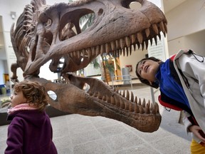 A boy looks inside the skull of a Tyrannosaurus Rex replica at the Egidio Feruglio Museum in Trelew, Argentina, in this May 18, 2014 file photograph. Scientists on July 28, 2015, unveiled a comprehensive analysis of the teeth of the group of carnivorous dinosaurs called theropods, which include the Tyrannosaurus Rex, detailing a unique serrated structure that let them chomp efficiently through the flesh and bones of large prey. (REUTERS/Maxi Jonas/Files)