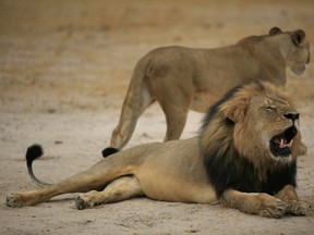 This handout picture taken on Oct. 21, 2012 and released on July 28, 2015 by the Zimbabwe National Parks agency shows a much-loved Zimbabwean lion called "Cecil" which was allegedly killed by an American tourist on a hunt using a bow and arrow. (AFP PHOTO/ZIMBABWE NATIONAL PARKS)