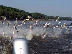 Asian carp are shown leaping from the water in this handout photo.The fish brought to the U.S. in the 1970s has spread through the Mississippi River system and now threatens the Great Lakes. (Handout)