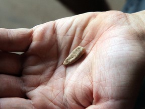 Two young volunteers have found a human tooth from about 560,000 years ago in a famous prehistoric cave in France. French paleoanthropologist Tony Chevalier, scientist at Tautavel’s archaeological laboratory, told the AP this is a “major” discovery, the oldest human body part found in France and one of the very rare human remains from this period in Europe. (Denis Dainat/EPCC-CERP Tauvalel via AP)