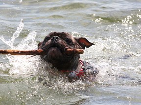 Bear, a three-year-old Boston terrier-pug mix owned by Chris McCoy and Samantha McDonald  of Kingston seems to be beating the heat by doing some stick fetching in Lake Ontario at Richardson Beach in Kingston on Tuesday July 28 2015. His brother, Chicago, a seven-year-old Boston terrier wasn't too fond of the water and wanted out despite Tuesday's hot temperatures. Ian MacAlpine/The Kingston Whig-Standard/Postmedia Network